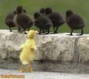 racism ducks images