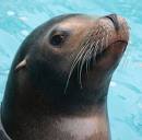 sea lion images