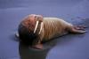 marinemammal's picture marinemammal's picture