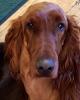 Sheldon_The_Pooka's picture Sheldon_The_Pooka's picture