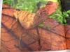 Lantana's picture Lantana's picture