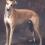 Greyhound's picture
