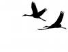 cranechick's picture cranechick's picture