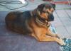 Mongrel's picture Mongrel's picture