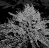 kyslim420's picture kyslim420's picture