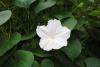 adventa's picture