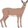 mulleindeer's picture mulleindeer's picture