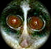 podunkhick's picture