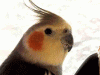 birdhaus's picture birdhaus's picture